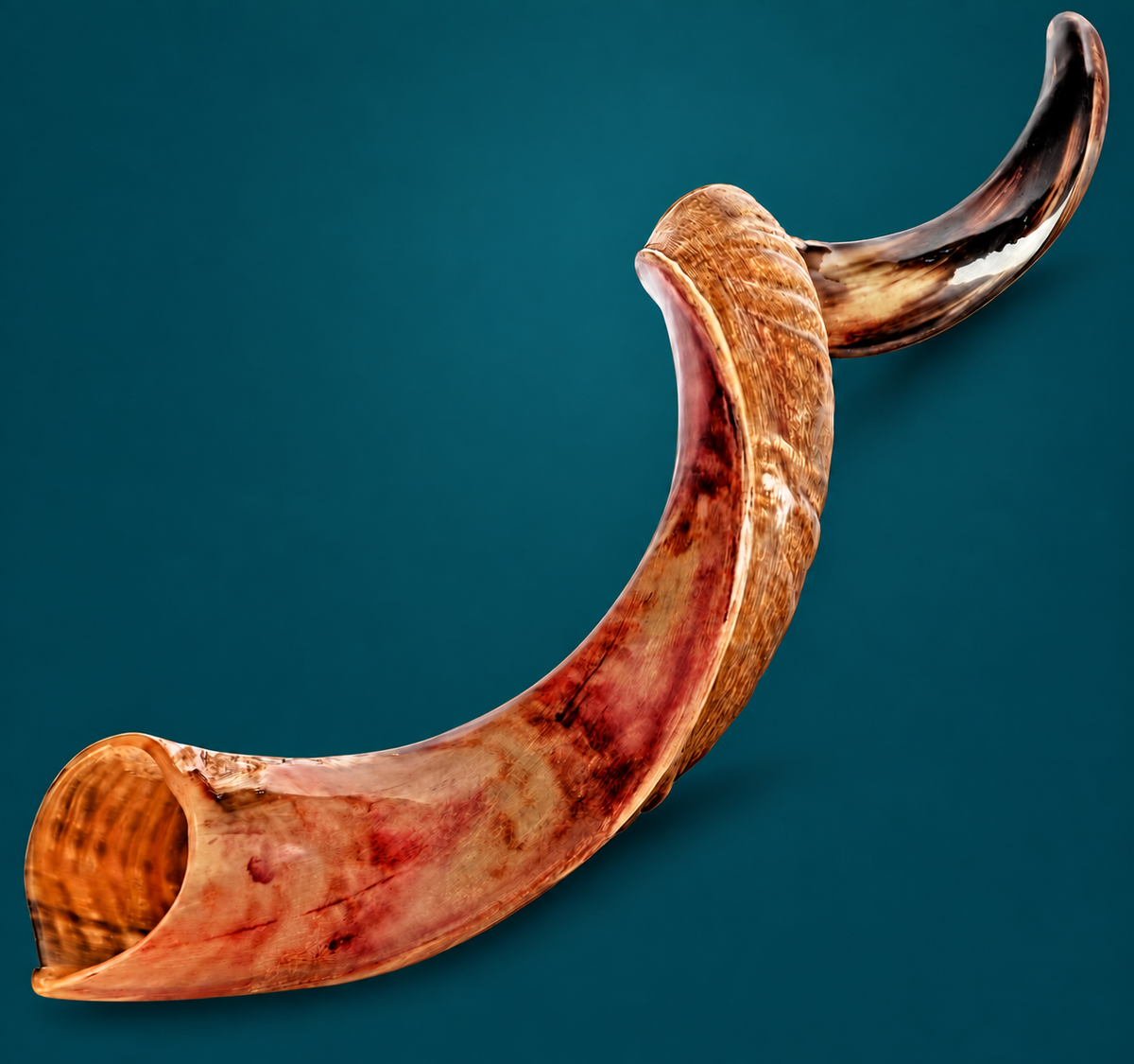 Kudu Shofar