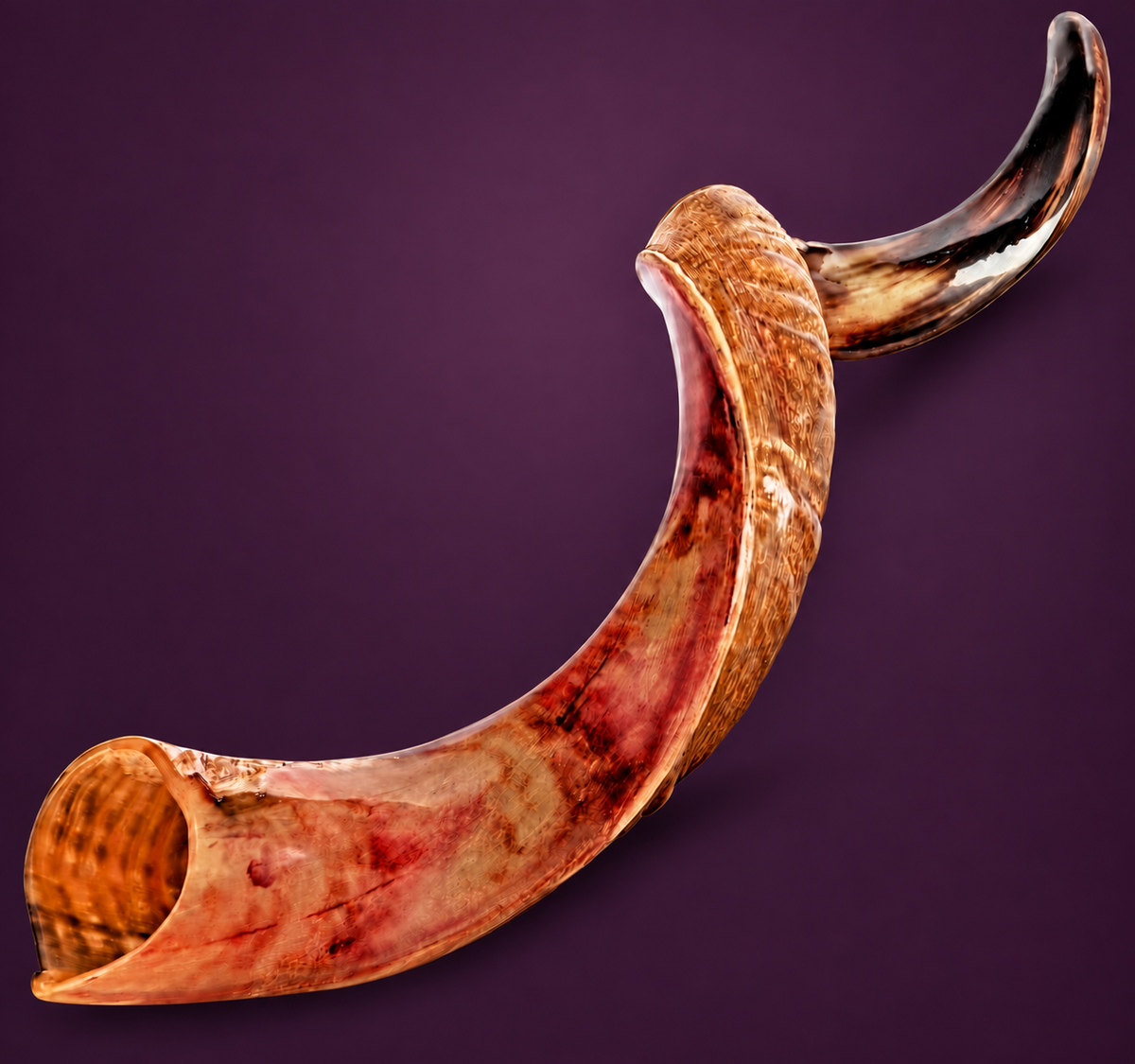 Kudu Shofar